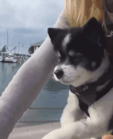 微信聊天傻屌熊猫头表情包