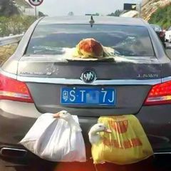 回家的沙雕搞笑微信表情包