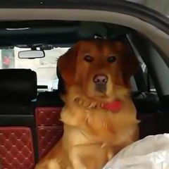 回家的沙雕搞笑微信表情包