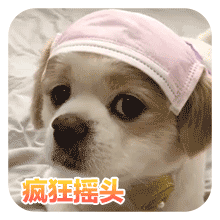 狗狗的沙雕日常斗图微信表情包