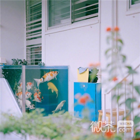 最美小清新马卡龙味的夏日风景微信背景图