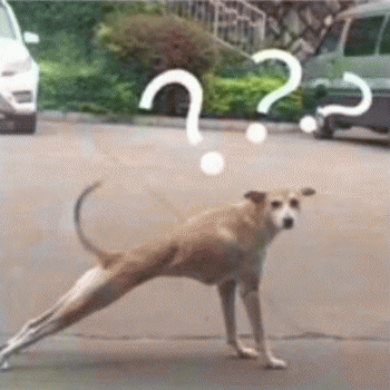 狗狗的沙雕日常斗图微信表情包