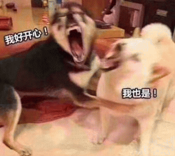 狗狗的沙雕日常斗图微信表情包