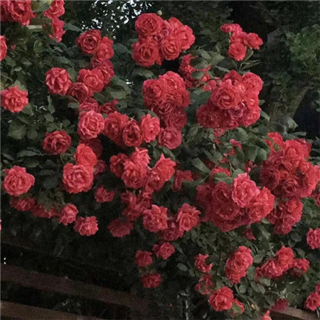 风景唯美温柔夏季朋友圈背景