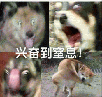 狗狗的沙雕日常斗图微信表情包