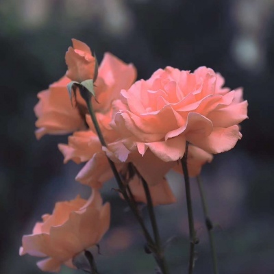 适合爸爸妈妈的风景微信头像