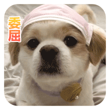 狗狗的沙雕日常斗图微信表情包