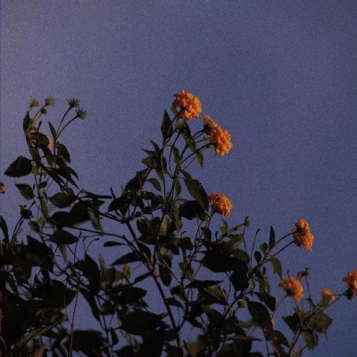 适合爸爸妈妈的风景微信头像