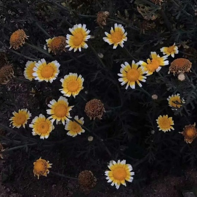 适合爸爸妈妈的风景微信头像