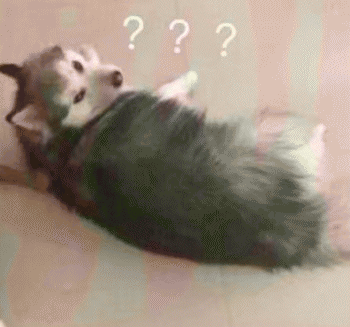 狗狗的沙雕日常斗图微信表情包