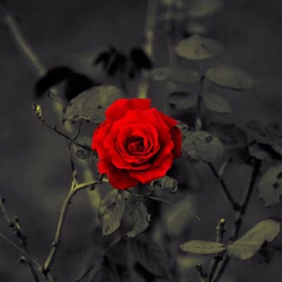 适合爸爸妈妈的风景微信头像