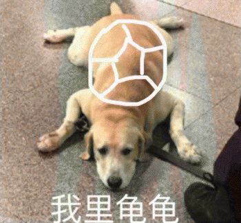 狗狗的沙雕日常斗图微信表情包