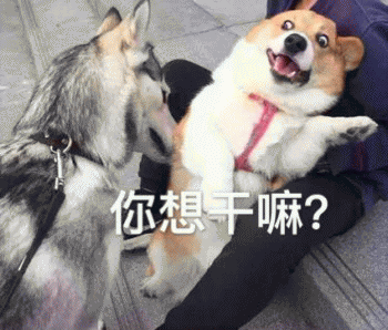 狗狗的沙雕日常斗图微信表情包