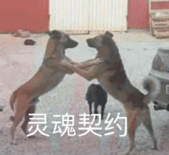 狗狗的沙雕日常斗图微信表情包