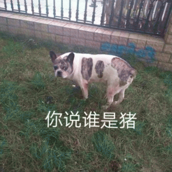 狗狗的沙雕日常斗图微信表情包