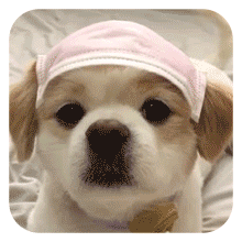 狗狗的沙雕日常斗图微信表情包