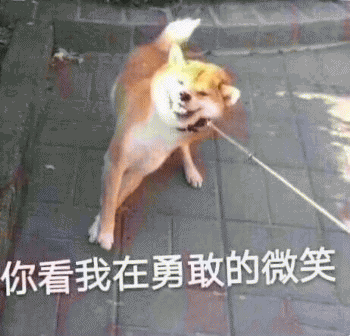 狗狗的沙雕日常斗图微信表情包