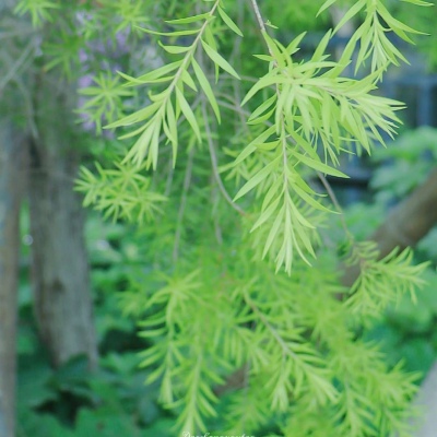 夏日清新干净清爽的风景微信头像