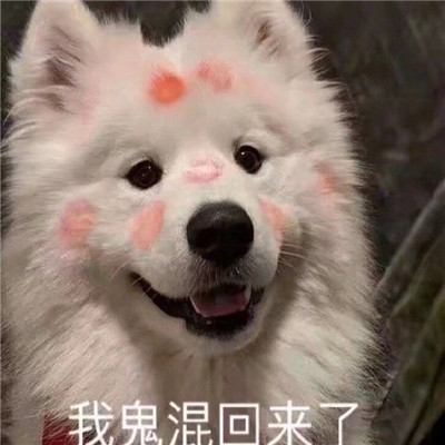 新出炉搞笑带字经典聊天微信表情包