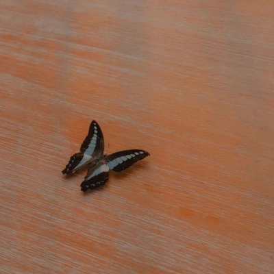 唯美文艺治愈微信聊天背景图