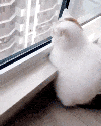 微信近期斗图恶搞表情2020/9/7（二）