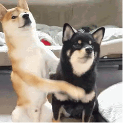 微信近期斗图恶搞表情2020/9/7（二）