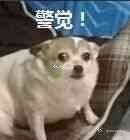 那又怎样微信表情包