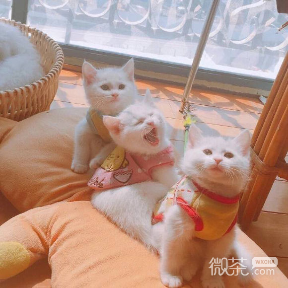 简约唯美的微信朋友圈背景图