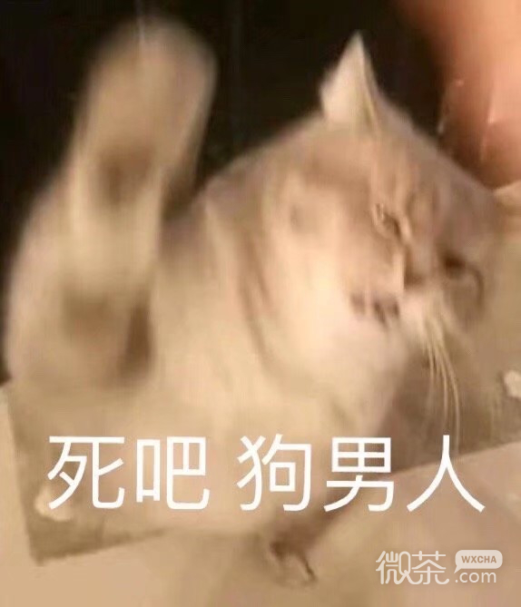 心里没点数？微信喵星人表情包