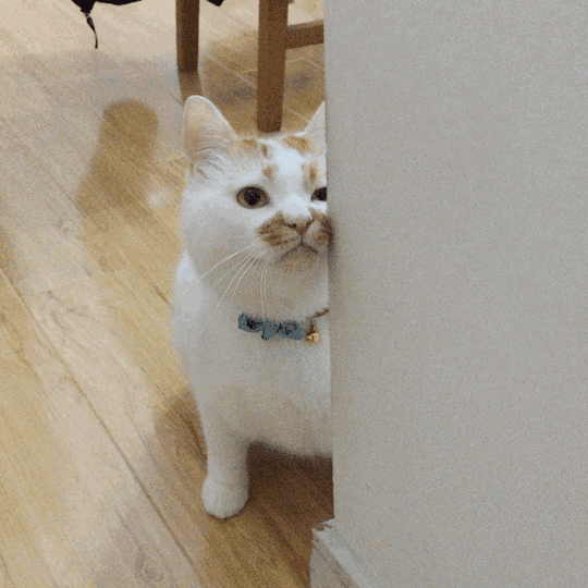 动态可爱喵星人表情包