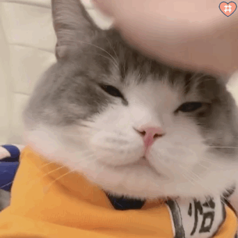 动态可爱喵星人表情包