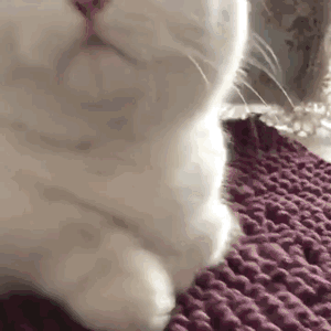 动态可爱喵星人表情包