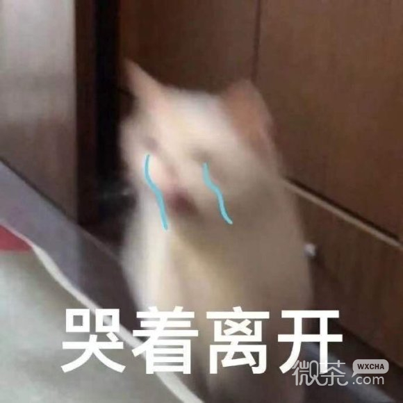 心里没点数？微信喵星人表情包