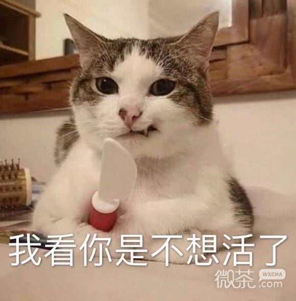 心里没点数？微信喵星人表情包