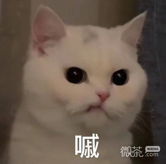 心里没点数？微信喵星人表情包