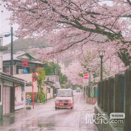 粉色樱花唯美好看的微信素材图片