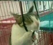 我可以微信聊天表情包