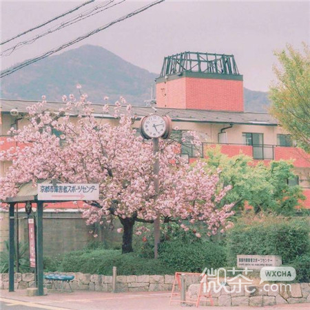 粉色樱花唯美好看的微信素材图片