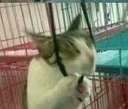 微信近期斗图恶搞表情2020/10/2（二）