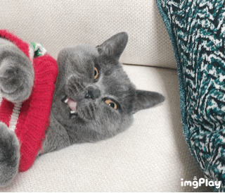 ？？？？微信聊天表情包