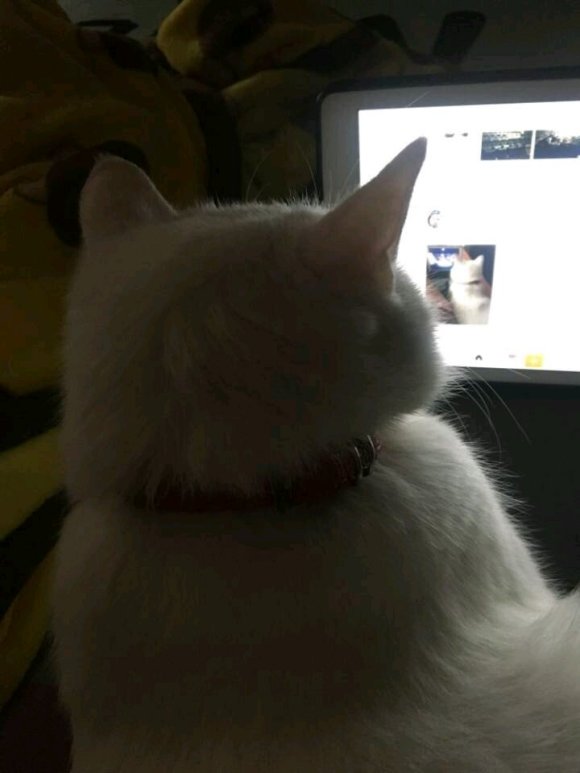 ？？？？微信聊天表情包