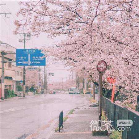 粉色樱花唯美好看的微信素材图片