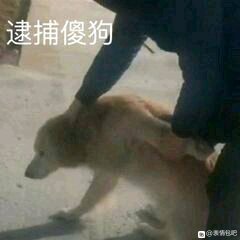 微信近期斗图恶搞表情2020/10/2(二)