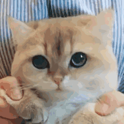 ？？？？微信聊天表情包