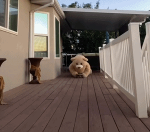 跳舞熊搞笑动态微信表情包