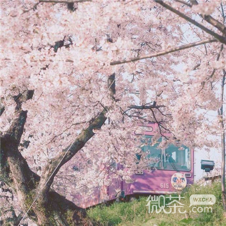粉色樱花唯美好看的微信素材图片