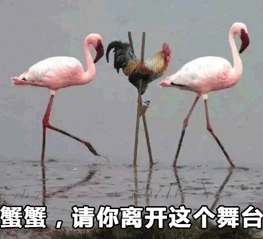 装傻微信聊天表情包