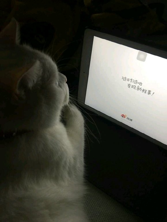 我可以微信聊天表情包