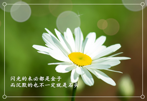 励志文字的小雏菊微信相册封面图