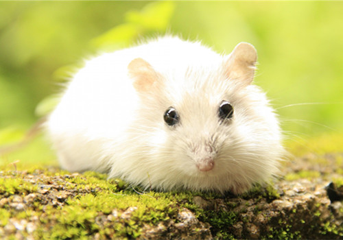 可爱萌萌的仓鼠微信图片素材